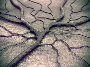 Textured surface with branching vein patterns.