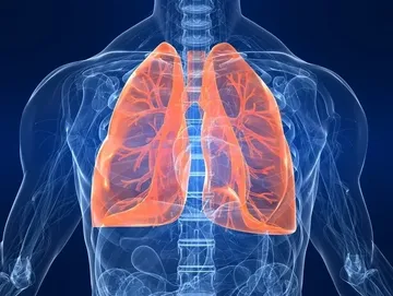 Transparent human chest with highlighted lungs.