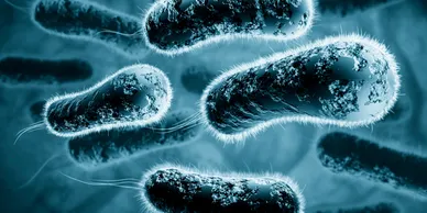 Microscopic view of bacteria with blue tint.